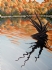 cj cooper art